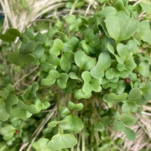 Load image into Gallery viewer, 16 Week Fall/ Winter CSA - Microgreens Share 2025/2026