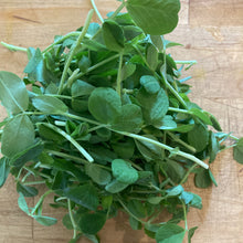 Load image into Gallery viewer, 16 Week Fall/ Winter CSA - Microgreens Share 2025/2026