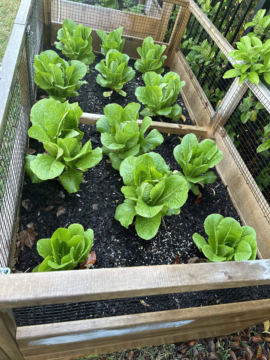 Garden Coaching free 15 min phone consultation Goodson's Gardens LLC