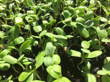 Load image into Gallery viewer, 16 Week Fall/ Winter CSA - Microgreens Share 2025/2026