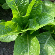 Load image into Gallery viewer, 16 Week Fall/ Winter CSA - Salad Greens Share 2025/2026