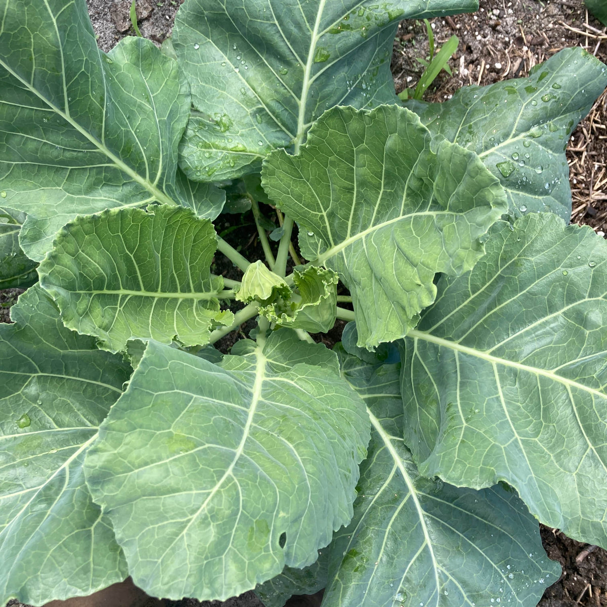 Sautéed Collards & Scallions Goodson's Gardens LLC