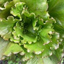 Load image into Gallery viewer, Farmer’s Choice Head Lettuce
