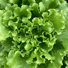 Load image into Gallery viewer, Farmer’s Choice Head Lettuce
