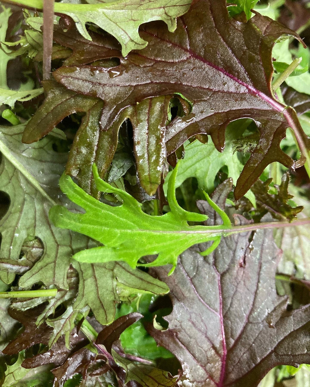 16 Week Fall/ Winter CSA - Super Greens Share 2024/2025