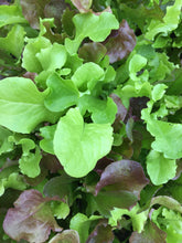 Load image into Gallery viewer, Salad Greens Mix
