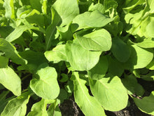 Load image into Gallery viewer, Salad Greens Mix
