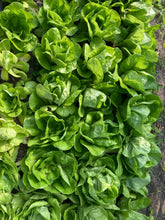 Load image into Gallery viewer, 16 Week Fall/ Winter CSA - Salad Greens Share 2024/2025
